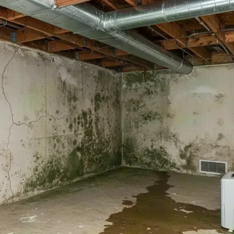 Professional Mold Removal in Billerica, MA